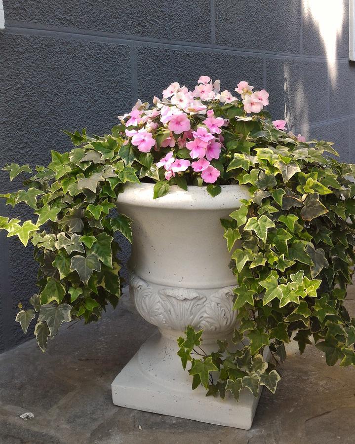 B&B Le Magnolie Gallarate Buitenkant foto
